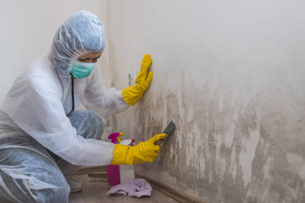 Best Attic Mold Removal  in Beechwood Trails, OH
