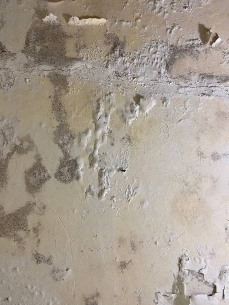 Best Commercial Mold Removal  in Beechwood Trails, OH