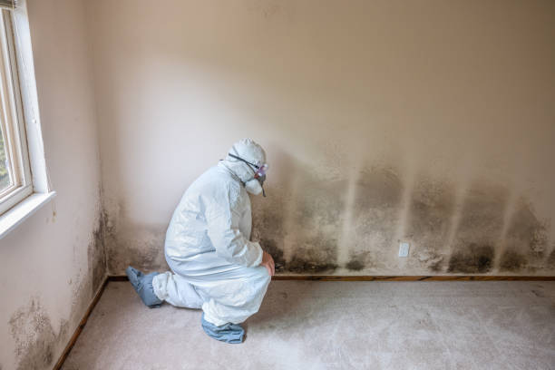 Best Attic Mold Removal  in Beechwood Trails, OH