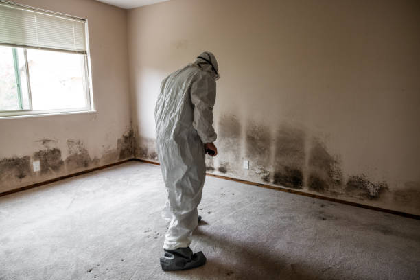Mold Removal and Inspection in Beechwood Trails, OH